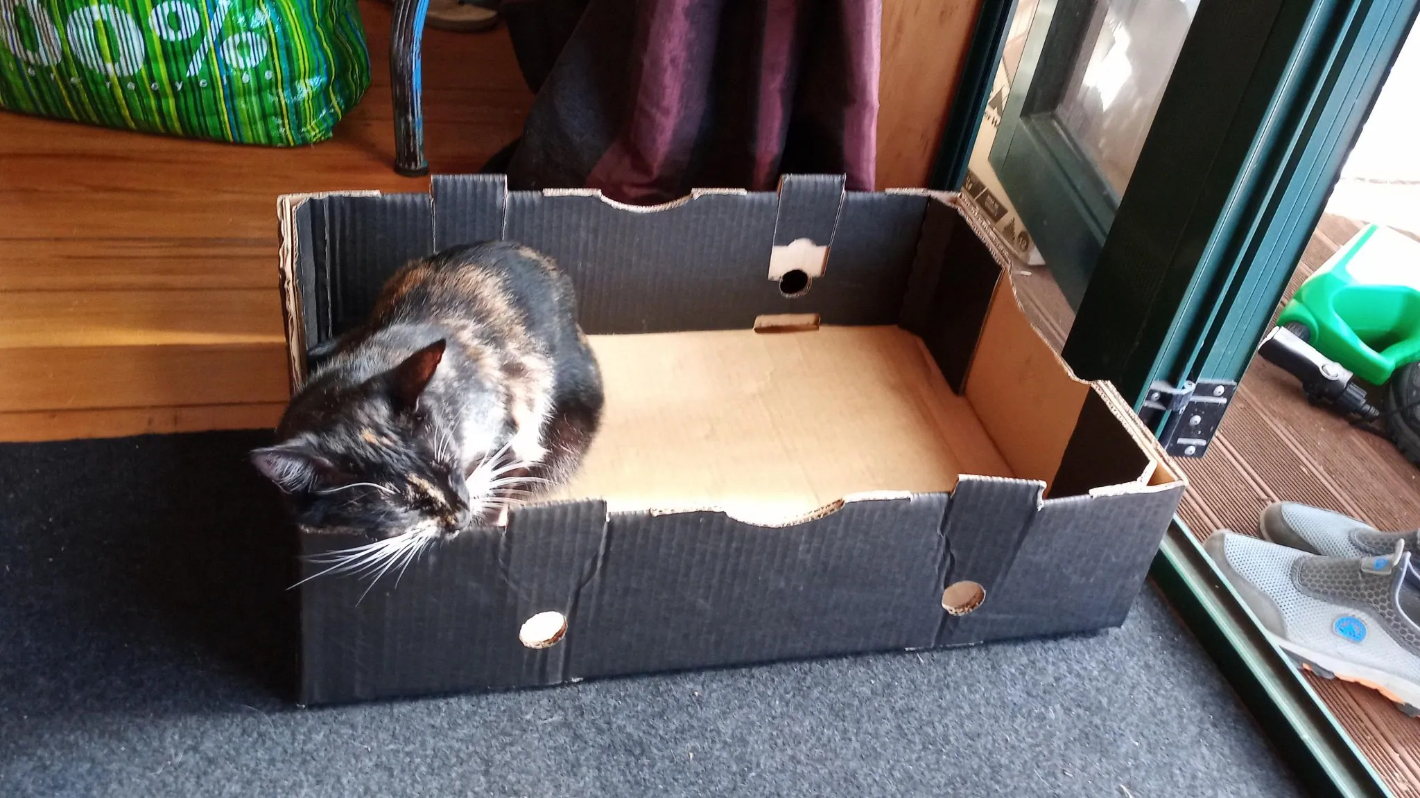 Why do cats love boxes?